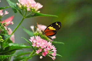 Explore Key West butterfly and nature conservatory